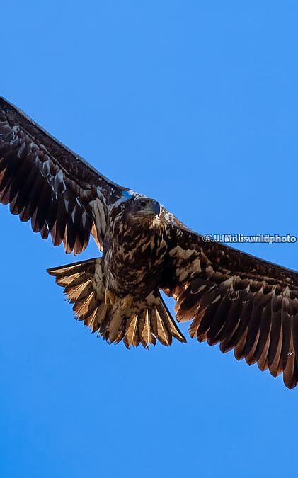 Àguila marina  - Jose Molis