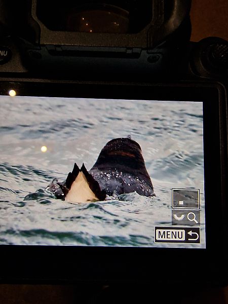 alka  - Krzysztof Bziuk