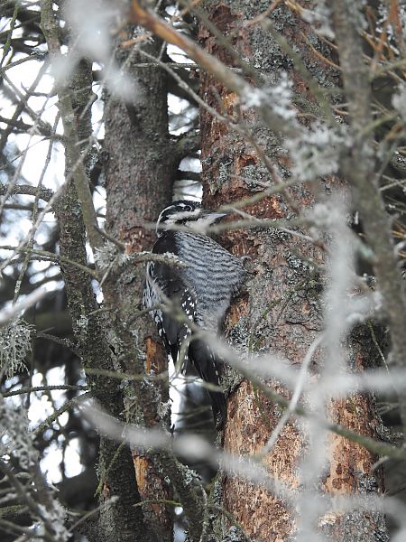 dzięcioł trójpalczasty 