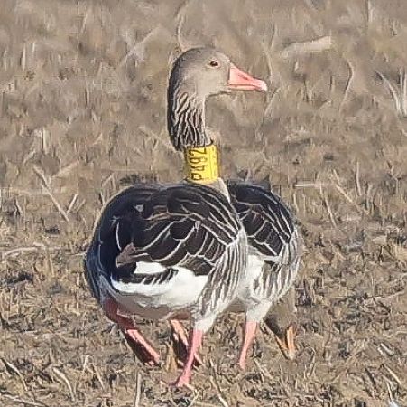 Oca selvatica occidentale  - Tommaso Bonora
