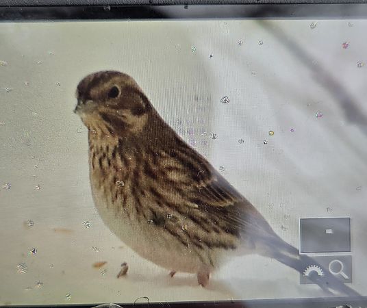 trznadel białogłowy  - Sebastian Watras