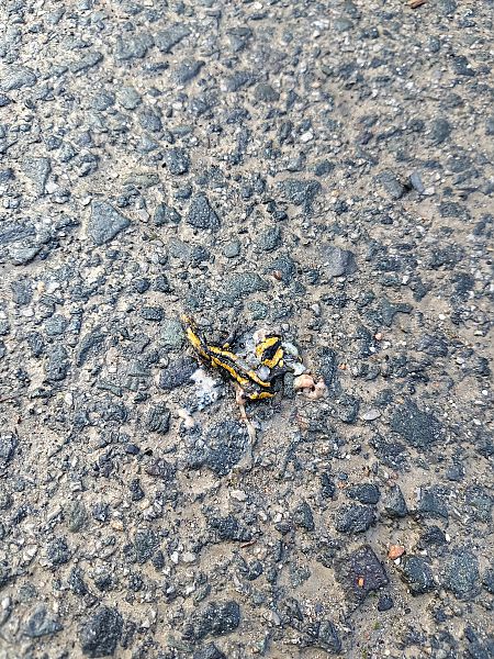 Arrabio arrunt  - Oihane Díez