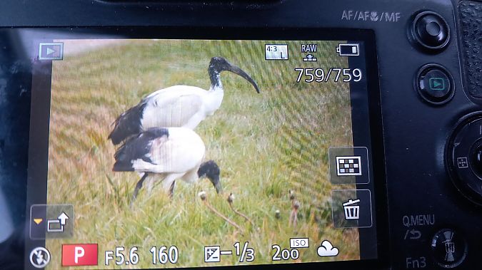 Ibis sacro  - Menotti Passarella