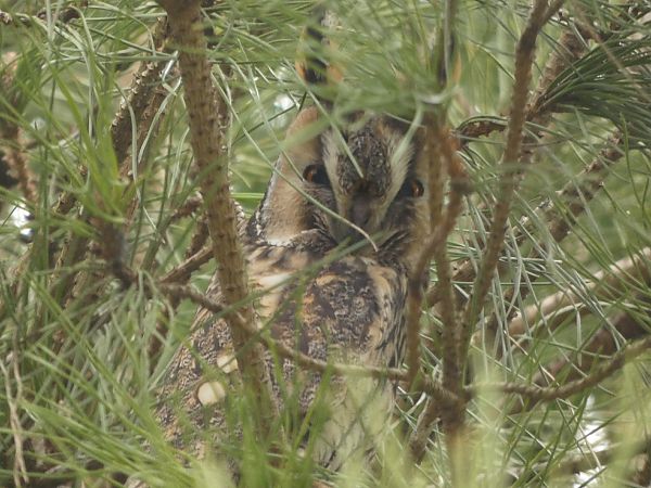 Gufo comune  - Menotti Passarella