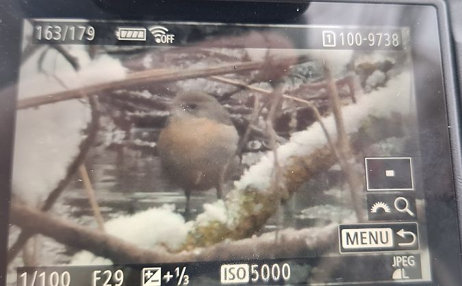 pliszka górska  - Tomasz Doroń