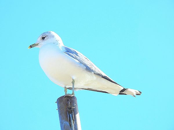 Gavina cendrosa  - Andreu Duclau