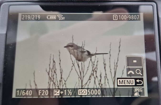 srokosz  - Tomasz Doroń