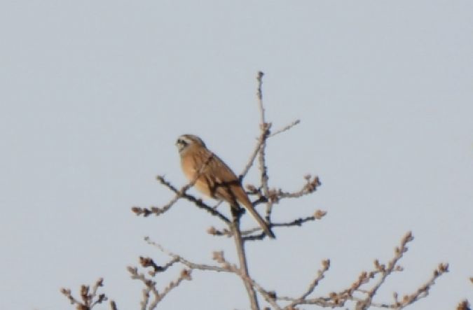 Sit negre  - Joan Pessarrodona