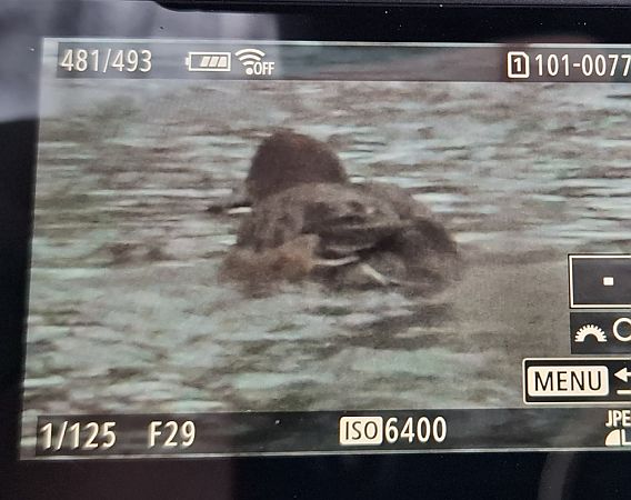 świstun  - Tomasz Doroń