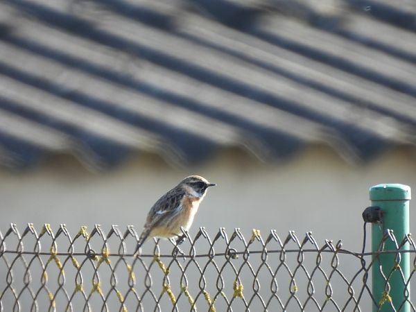 Bitxac comú  - Joan Pessarrodona