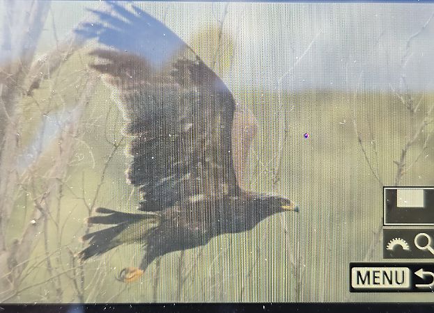 Aquila anatraia minore  - Marco Crivellari