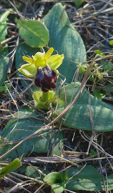 Ophrys forestieri  - Robin Rolland
