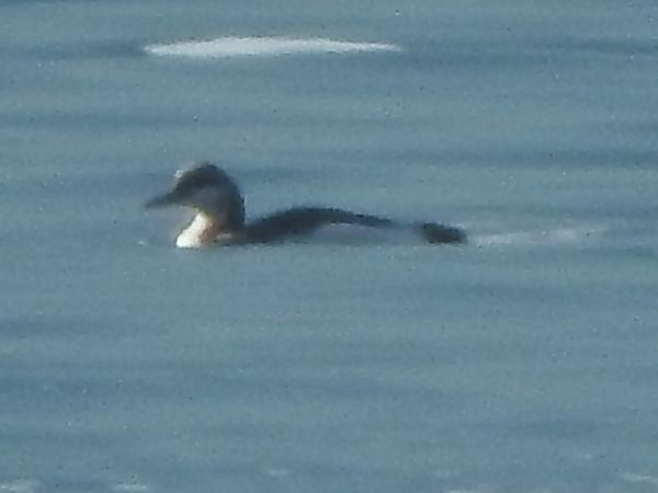 Strolaga mezzana  - Paolo Faifer