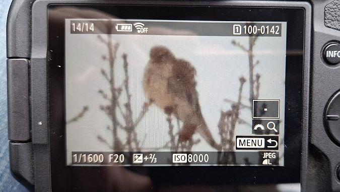 pustułka  - Tomasz Doroń