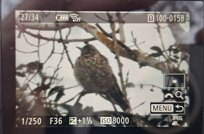 paszkot  - Tomasz Doroń