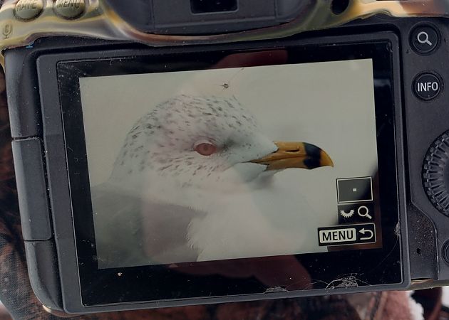 Goéland à bec cerclé  - Stanisław Turowski