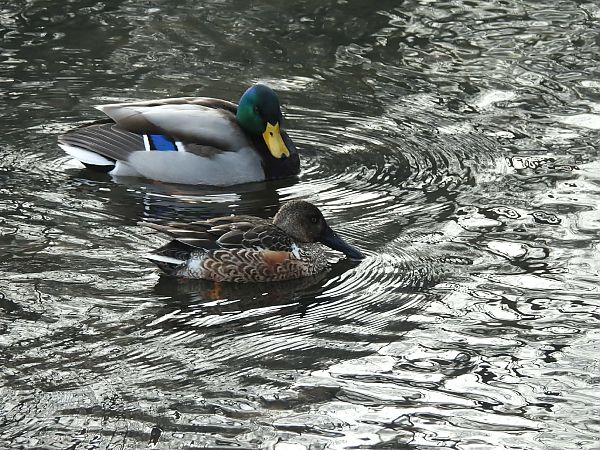 Löffelente  - Agnieszka Domańska