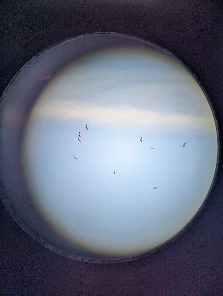 Voltor comú  - Nika Grube