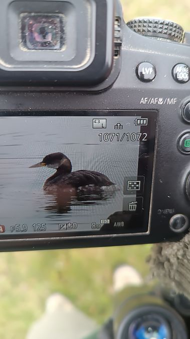 Svasso collorosso  - Daniele Zanutto