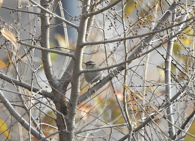 Mosquiter de Hume  - Andreu Duclau