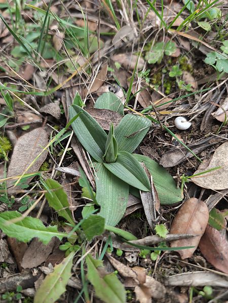 Ophrys occidentalis  - Delarbre Sébastien