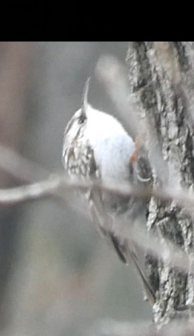 Rampichino comune  - Daniele Zanutto