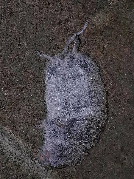 Arvicola campestre  - Fabio Lovisetto