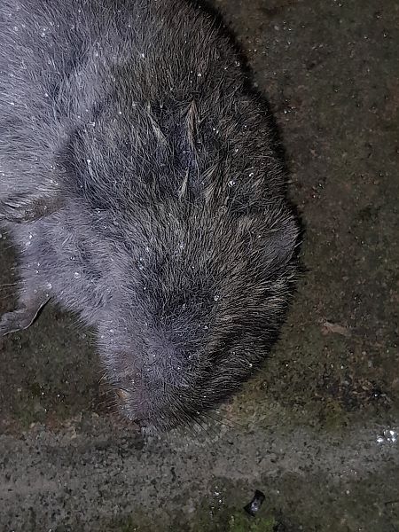 Feldmaus  - Fabio Lovisetto