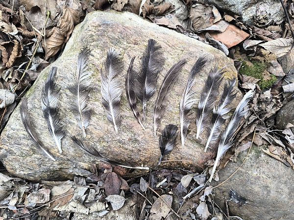 Gallo domestico  - Mirko Tomasi