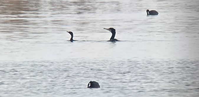 kormoran mały  - Sebastian Watras