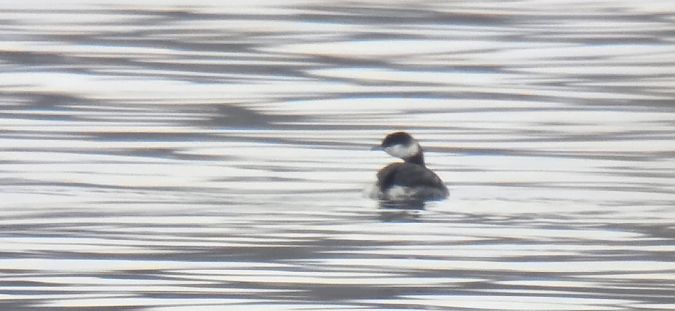 perkoz rogaty  - Sebastian Watras