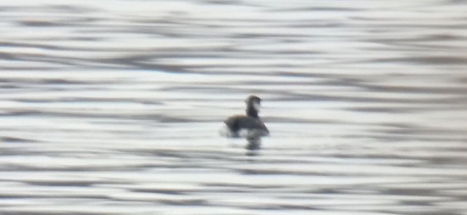 perkoz rogaty  - Sebastian Watras