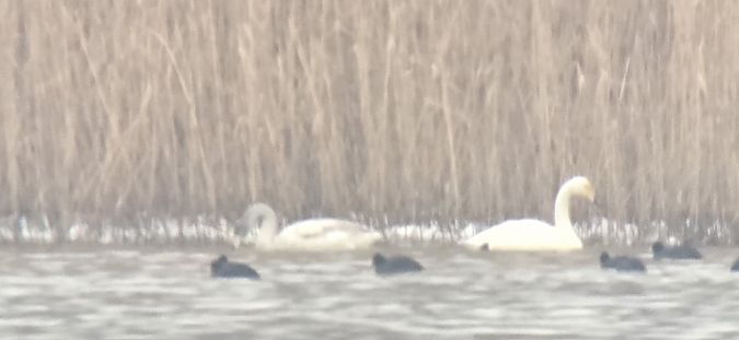 łabędź krzykliwy  - Sebastian Watras