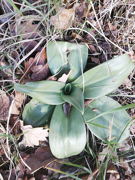 Himantoglossum hircinum  - Laurent Fourneret