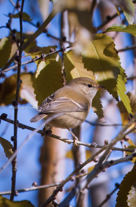 Mosquiter de Hume  - Jose Molis