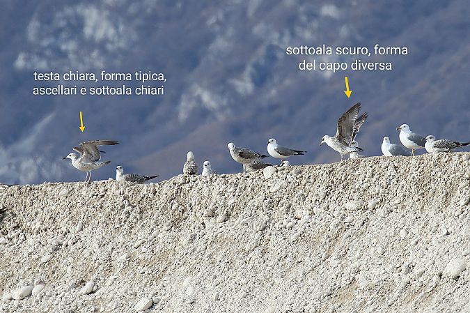 Gabbiano pontico  - Flavio Consonni