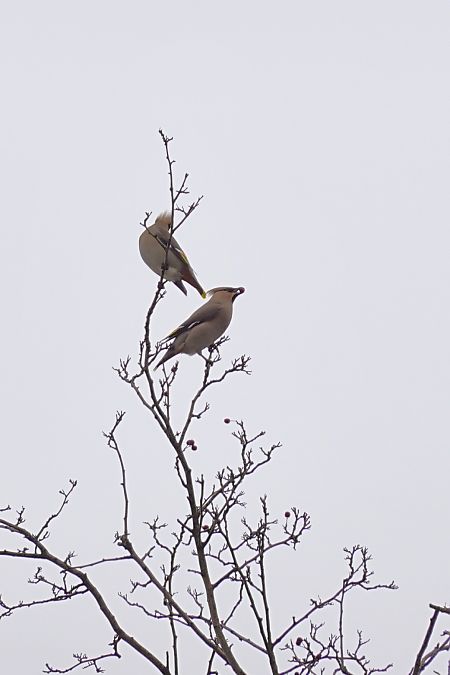 jemiołuszka  - Marzena Kosut