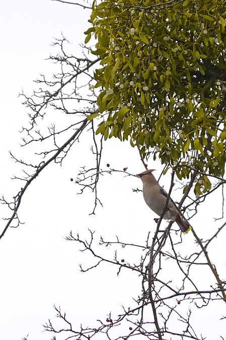 Seidenschwanz  - Marzena Kosut