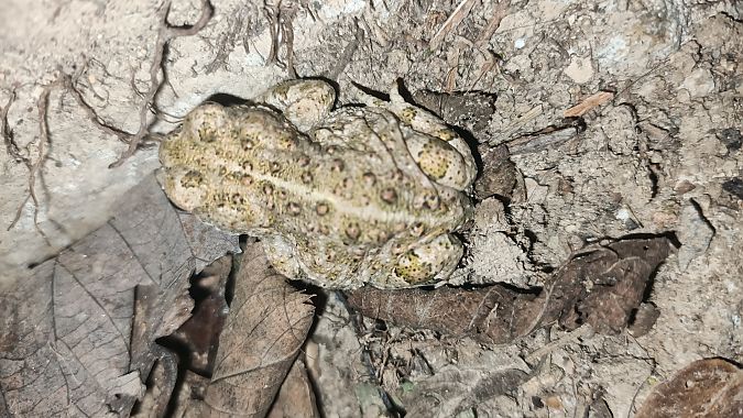 Gripau corredor  - Marçal Carreras