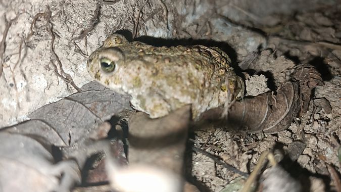 Gripau corredor  - Marçal Carreras