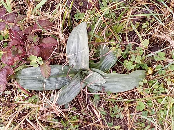 Ophrys apifera  - Thierry Deschatre