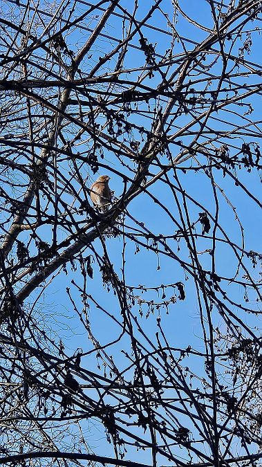 zięba  - Anna Kamilewicz-Wicik