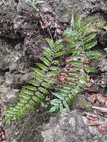 Cyrtomium fortunei  - Mirko Tomasi