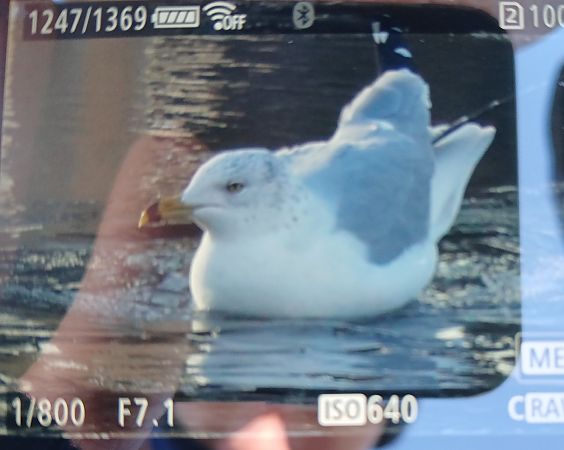 mewa delawarska  - Jakub Cichy