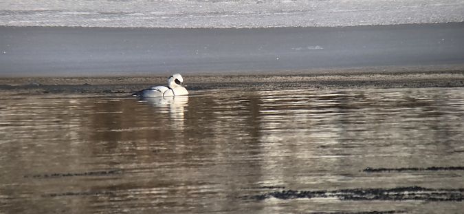 Harle piette  - Sebastian Watras