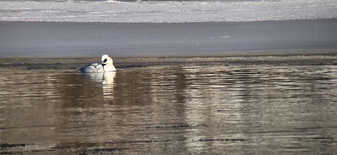 Zwergsäger  - Sebastian Watras