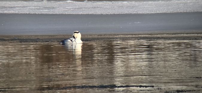 Zwergsäger  - Sebastian Watras