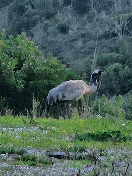 Gru  - Francesco Pietrasanta