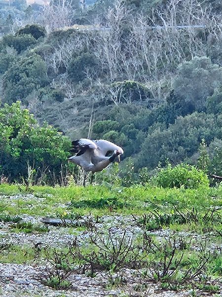 Gru  - Francesco Pietrasanta