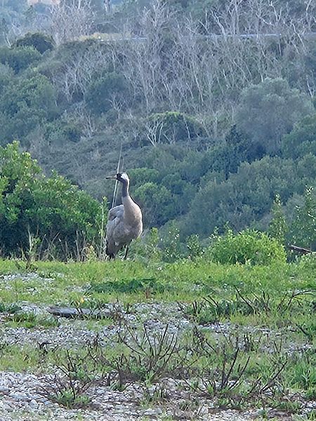 Gru  - Francesco Pietrasanta